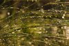 Morning Dew