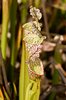 Pitcher Plants