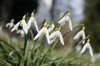 spring flowers