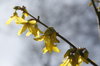 spring flowers