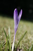 spring flowers