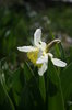 spring images