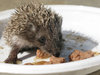 hungry hedgehog