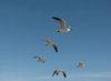 SeaGulls Airborne