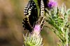 Spicebush Swallowtail