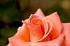 Pink Rose