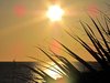 Star Reeds