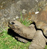 sticking your neck out4