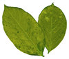 Two Leaves 3