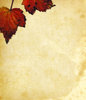 Leaf Collage 14