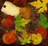 Dirt Collage 1