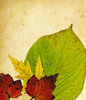 Leaf Collage 6