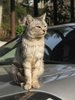posing on the car
