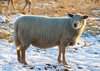 Sheep in a field