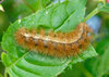 Big Caterpillar