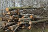 fire wood
