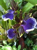 orchid