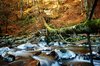 Autumn Rush