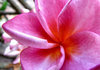 frangipani colour9