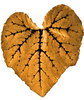 golden hearted