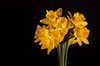 Bouquet of daffodils