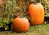 Two Pumpkins and Flowers