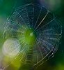 Web with Bokeh