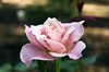 Rose and Droplets