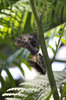 Owl butterflies