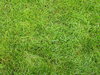 Grass