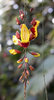 Flowering vine