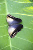 Tropical butterfly