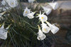Miniature hoop daffodils