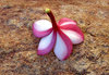 fallen blossom1