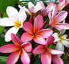 frangipani colour11