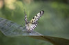 Paper lace butterfly
