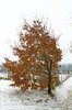 Oak tree in snow