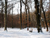 winter scene