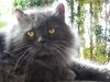 my persian cat