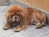 chow chow