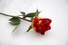 iced rose