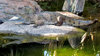 never smile at a crocodile5