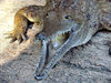 never smile at a crocodile2
