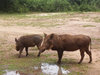 wild boars