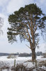 Winter landscape 2