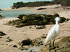 white bird