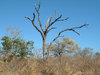 dead tree