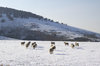 Sheep in snow