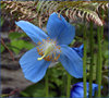 Bluest blue