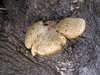 Polyporus